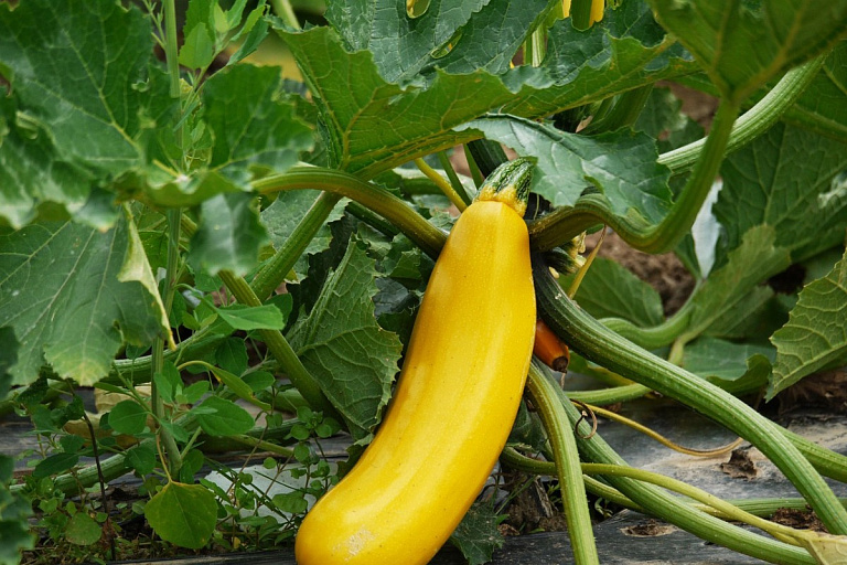 Как спасти кабачки от дождей и гнили: советы для богатого урожая