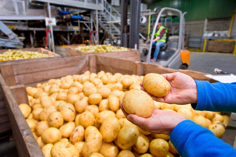 Картошка, огурцы, яблоки: почем сейчас закупают урожай