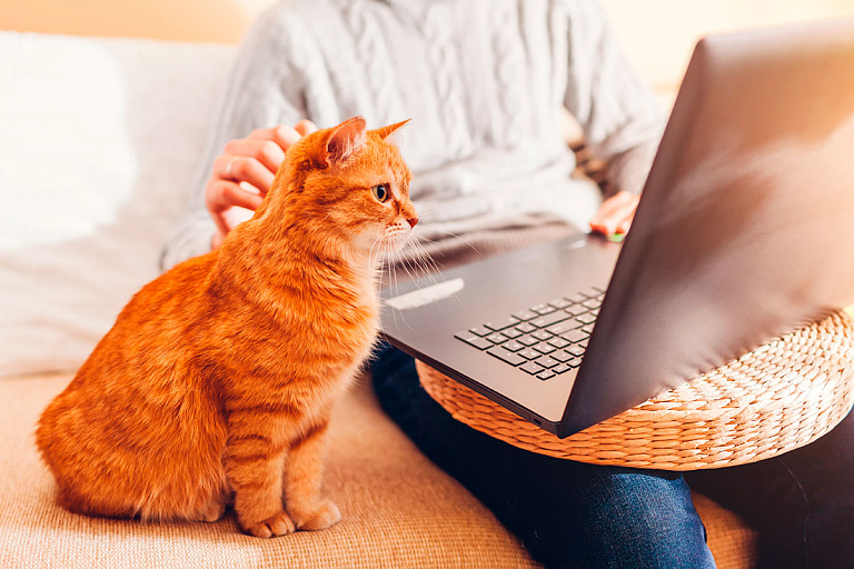 Сколько белорусов работают удаленно – цифры удивляют