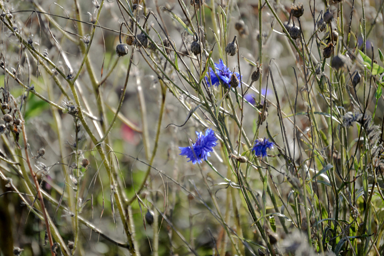 Белорусам предложили выбрать главное растение 2026 года: как поучаствовать