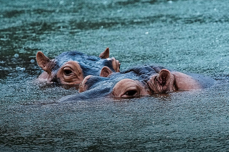 Супербогач Индии создал гигантский зоопарк – теперь к нему идут следователи