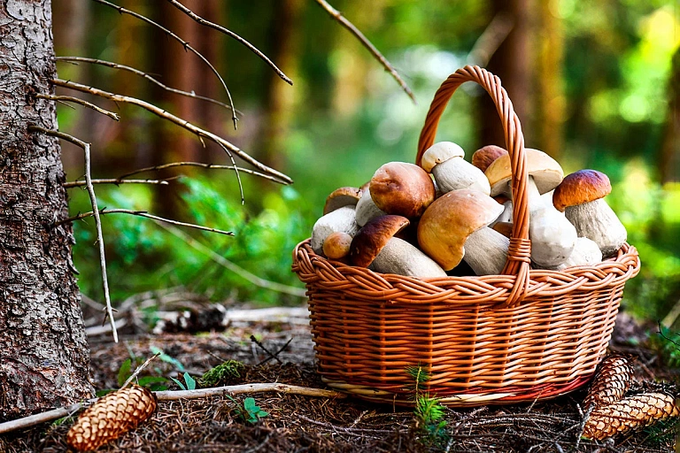 В этих регионах Беларуси лучше не собирать грибы и ягоды – эпидемиолог