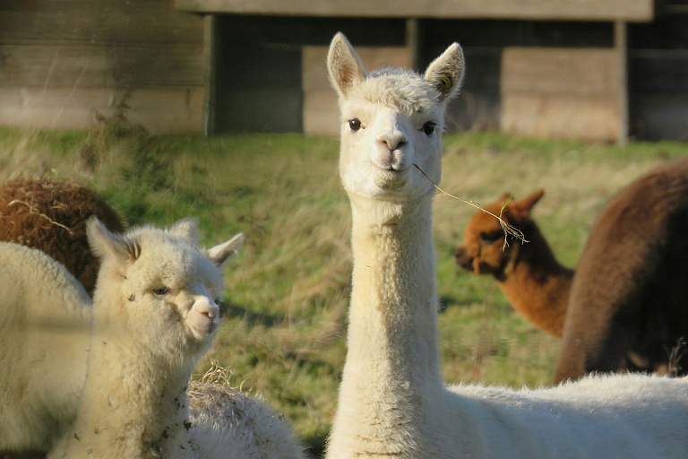 Давай, лама: в Гродненском зоопарке родился бархатистый малыш