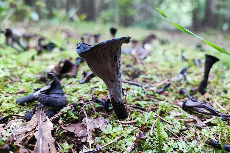 В лесу под Минском нашли краснокнижный гриб – немногие его встречали