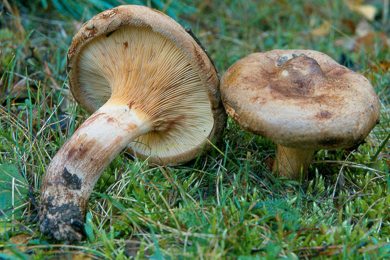 Блогер в TikTok назвал этот гриб ядовитым – комментаторы в ярости