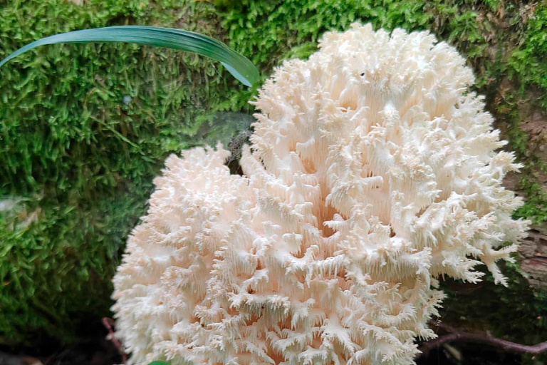 В Беловежской пуще нашли краснокнижный гриб – выглядит необычно