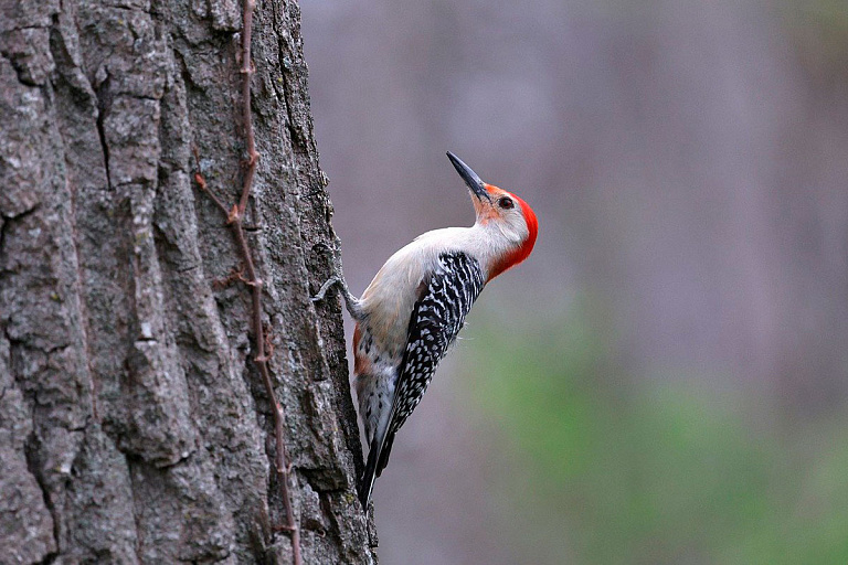 Почти по всей Беларуси введены ограничения на посещение лесов