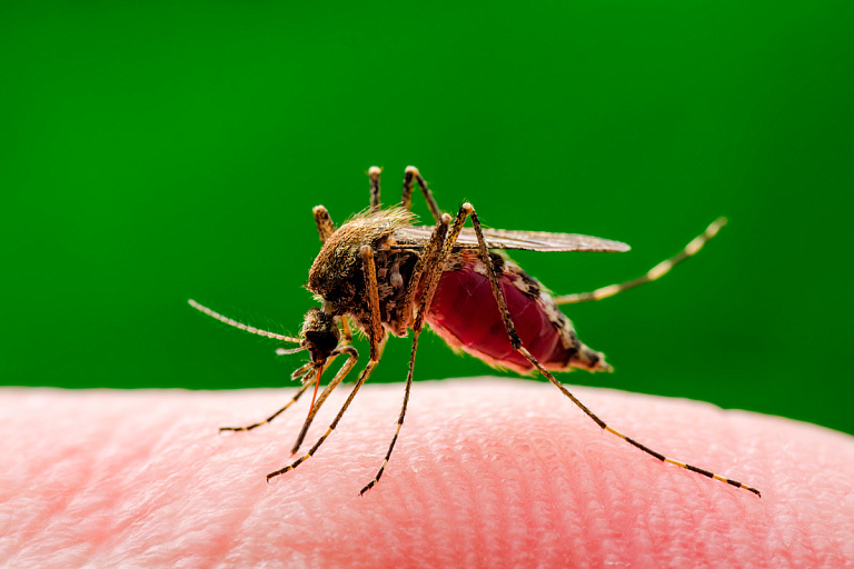 Лихорадка чикунгунья все ближе к Беларуси – чего опасаться