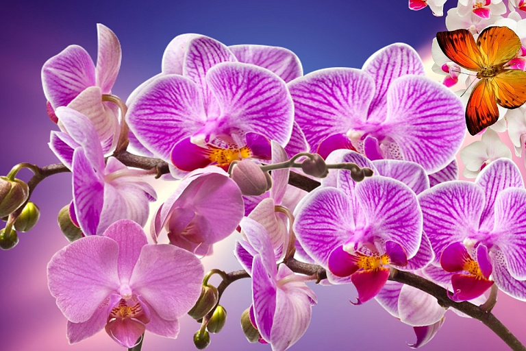 Орхидеи зацветут снова: начинайте правильную подкормку прямо сейчас