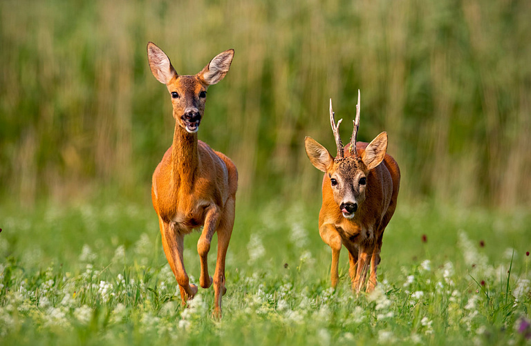 Браконьер поставил капкан на косулю в Беловежской пуще – поплатился многим