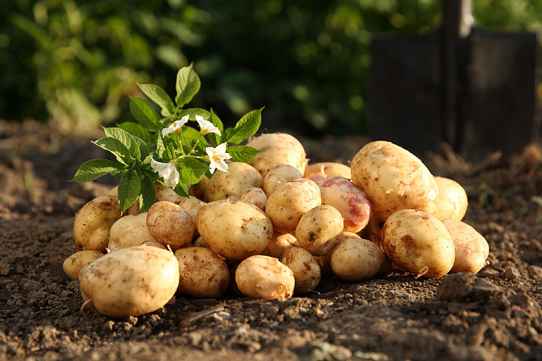 Лучшие сорта картошки для драников и пюре назвали белорусские ученые