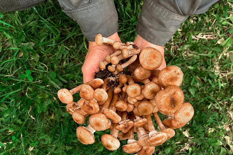 В белорусских лесах начался сезон опят – грибники делятся местами