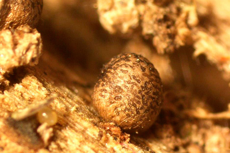 Ученые нашли в Беларуси новый вид организмов – их больше нет нигде в мире