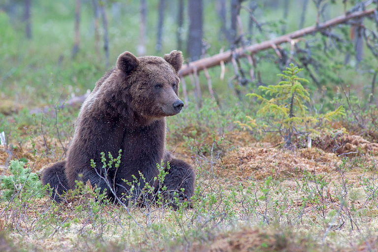 Стало известно, сколько охотники добыли медведей в Беларуси
