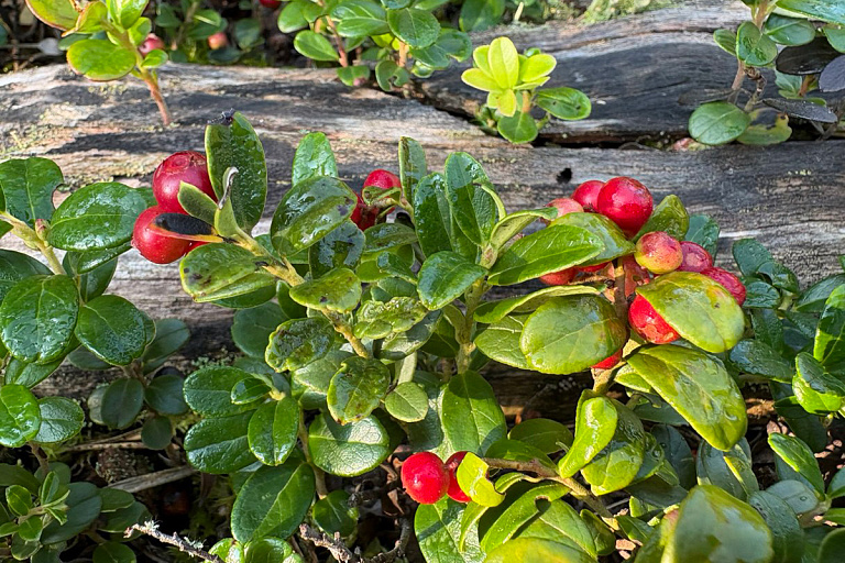 Почти в половине районов Беларуси запрещено посещать леса
