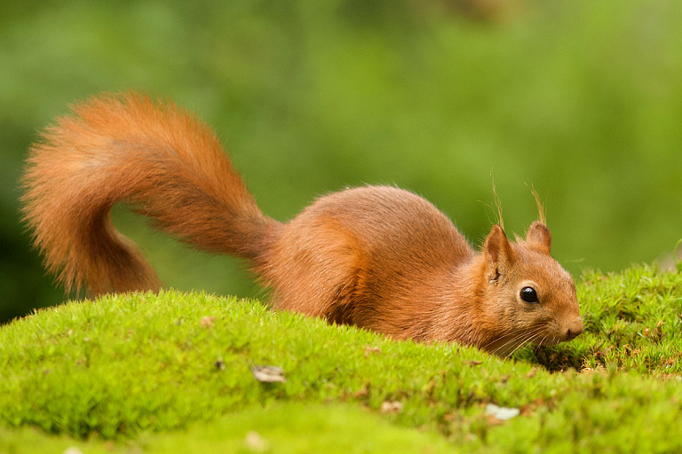 Почему нельзя кормить белок с рук – последствия опасны для жизни