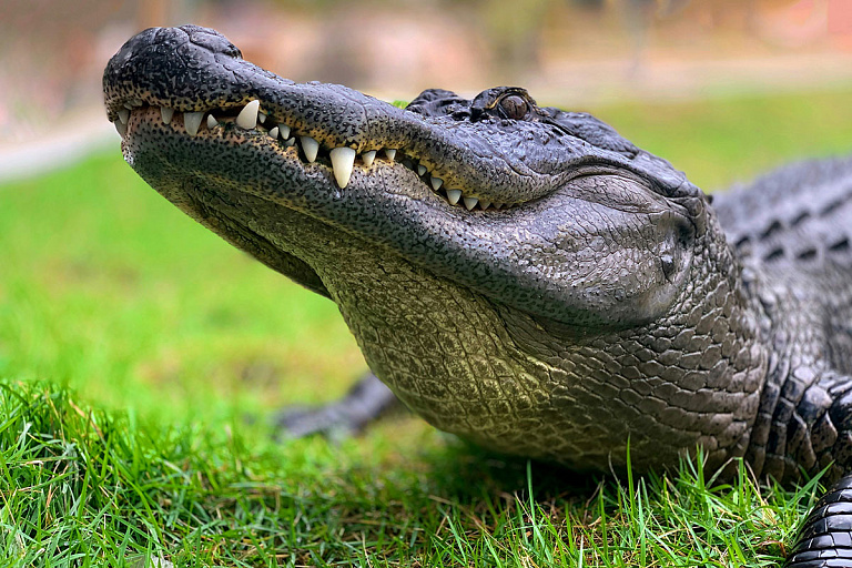 У минчанки украли кубинского крокодила – как это произошло