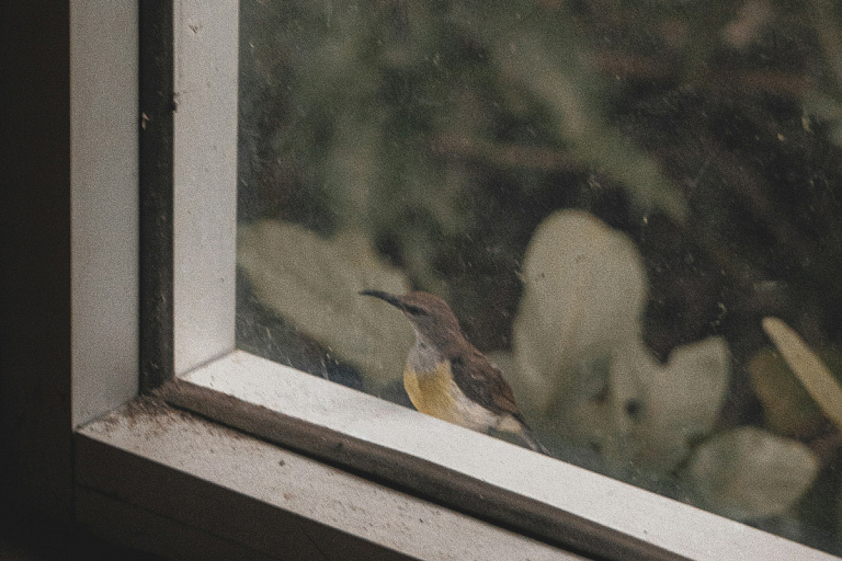 Британские политики разделились на два лагеря из-за проекта о ежах и птицах