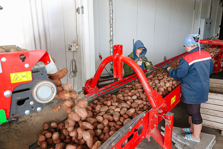 Хватит ли белорусам картошки, рассказал Лукашенко