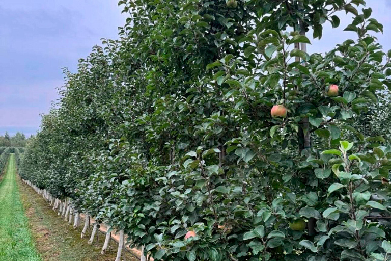 В 10 раз меньше: рассказываем про урожай яблок на примере одного хозяйства