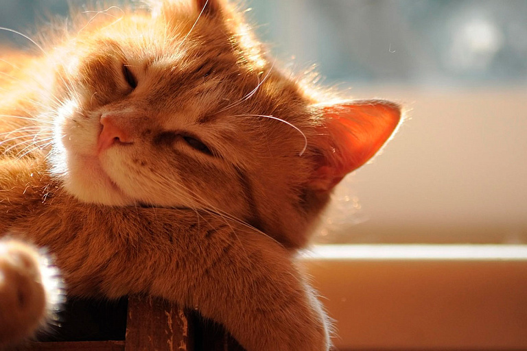 Как долго в Беларуси продлится бабье лето, рассказали синоптики