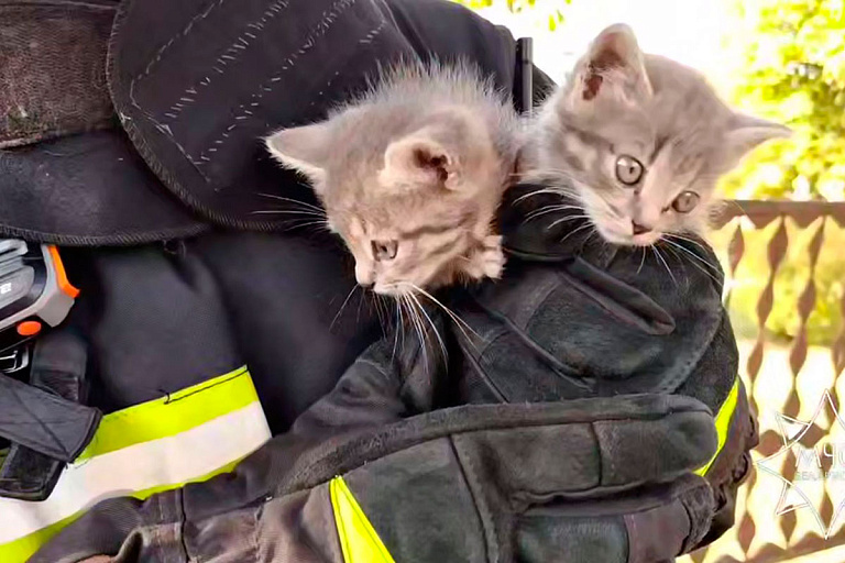 Супергерои в касках: МЧС Беларуси пришло на помощь двум котятам – видео