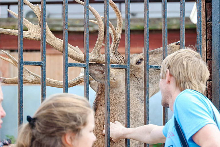 Тягал за рога, поил колой: белорус издевался над оленем в зоопарке