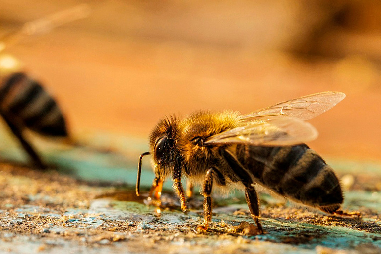Два белоруса погибли из-за насекомых – все случилось почти мгновенно