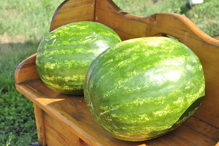 Арбузы – до Нового года: лучшие хитрости для сочных плодов без плесени