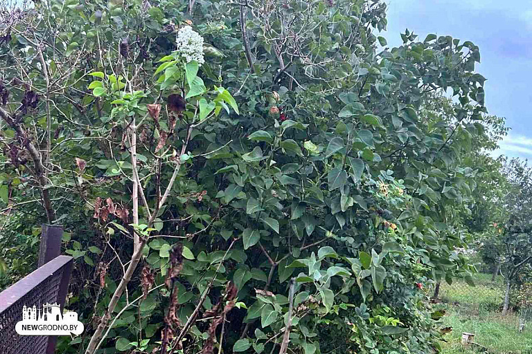 В Гродно зацвела сирень – только полюбуйтесь