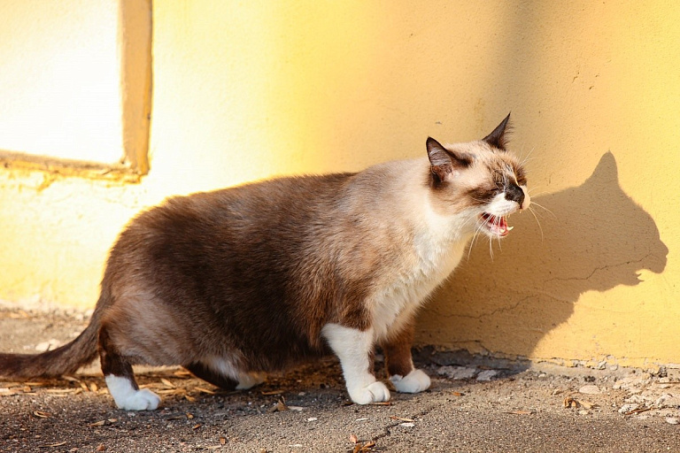 В Минском частном секторе убивают животных – подозревали живодера