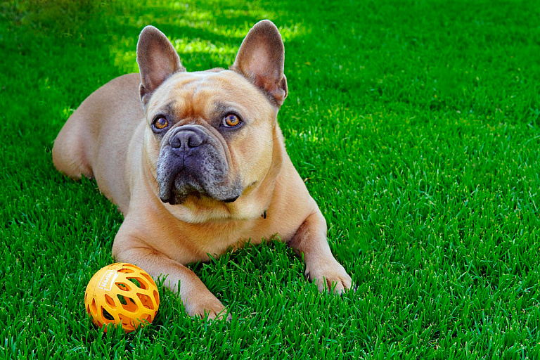 В Гомеле пару "поженил" бульдог – посмотрите на забавные фото