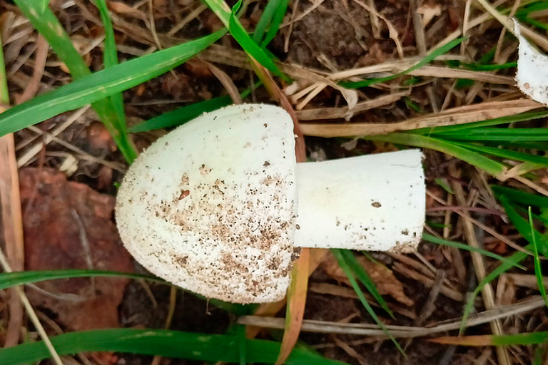 Похожи на шампиньоны: белоруска смертельно отравилась грибами