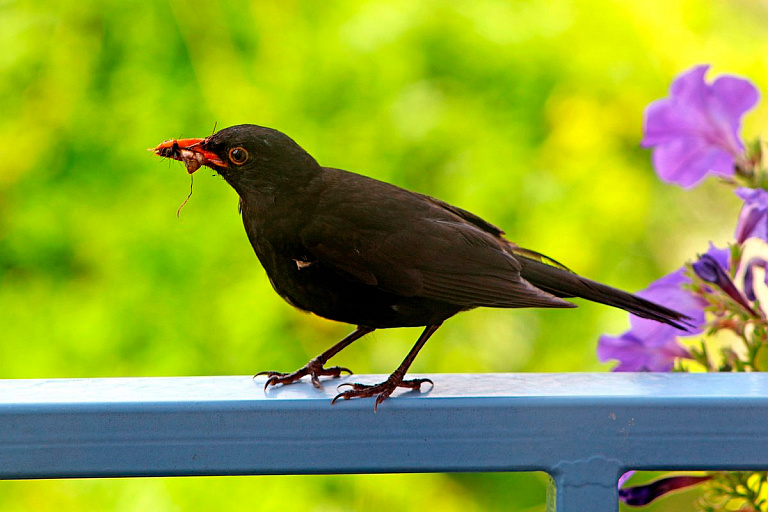 Как отвадить птиц от балкона – простые и действенные методы