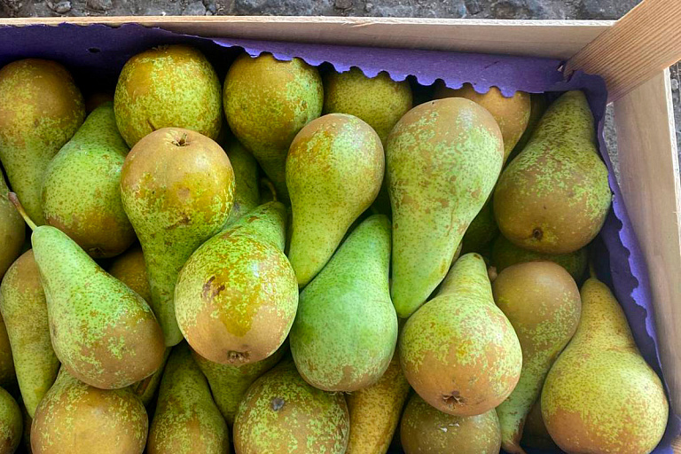 Шлагбаум перед грушами: фрукты из Беларуси не пустили в Россию