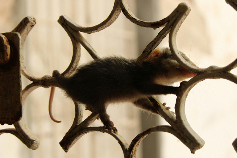 Подъезд в Заславле оккупировали сотни крыс: все они из одной квартиры