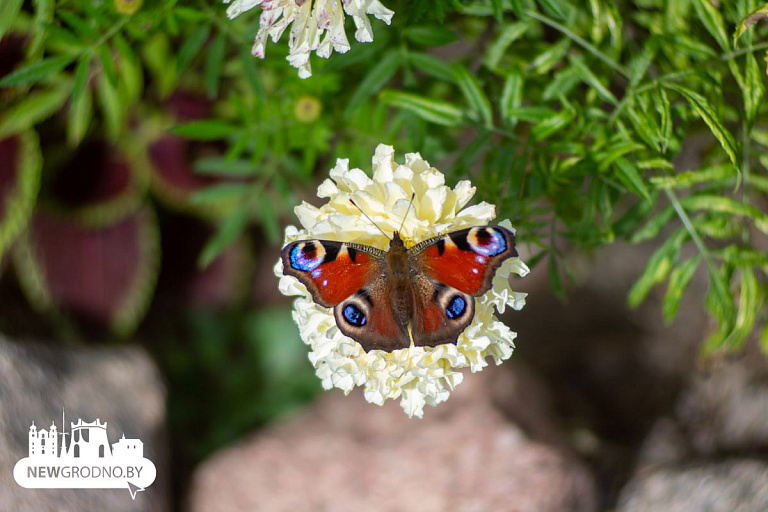 Настоящее эхо лета: бабочки заполонили улицы Гродно – видеофакт