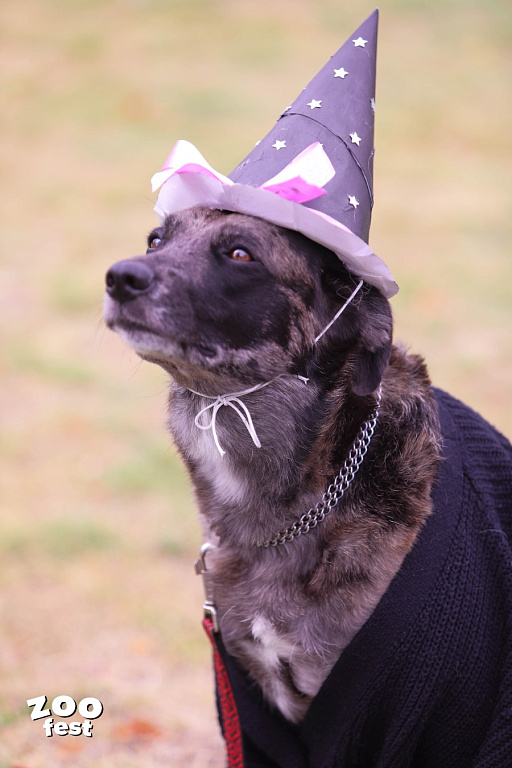 Фото предоставлено организаторами 