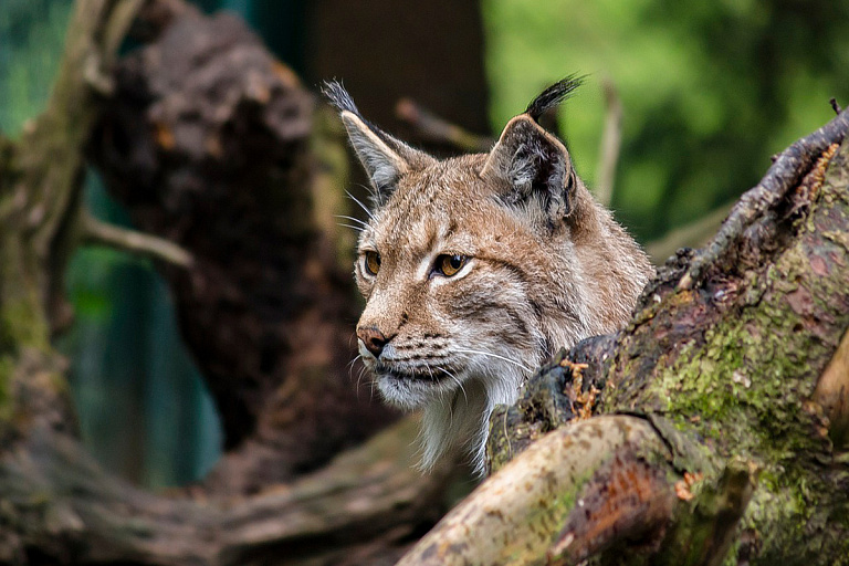 Открывается охота на рысь – сколько это будет стоить