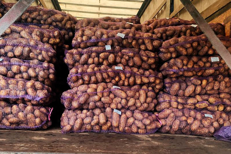 Из Беларуси пытались незаконно вывезти картошку – что было дальше