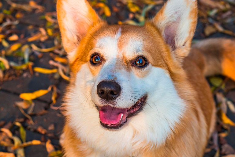 Вернется ли еще в Беларусь тепло, рассказали синоптики