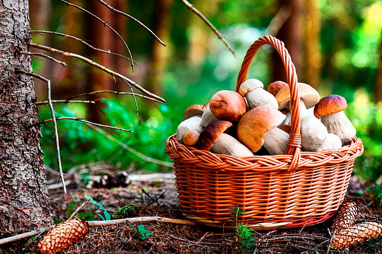 Им заморозки не страшны: грибники возвращаются из леса с полными корзинами