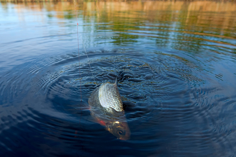 В Беларуси зафиксировали массовую гибель рыбы – кто виноват