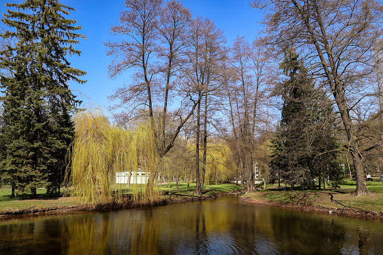 Тополь и липа уже не в тренде: какие деревья сейчас высаживают в Минске