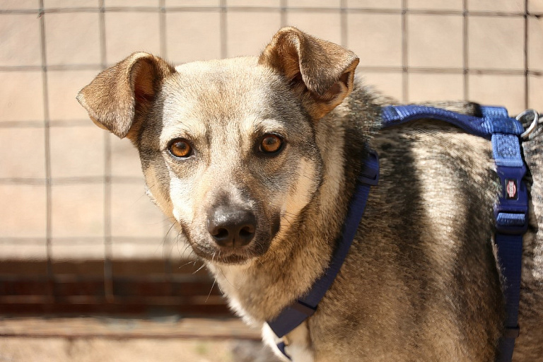 Если любите свою собаку, никогда не угощайте ее этими продуктами