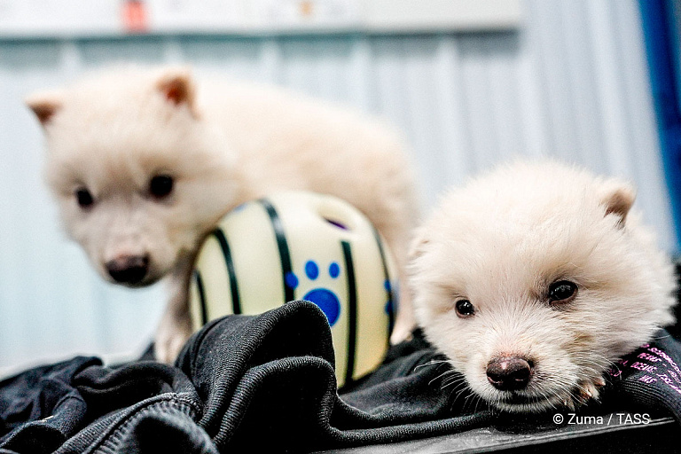 Воскрешенным лютоволчатам Рему и Ромулу уже годик – кто они такие