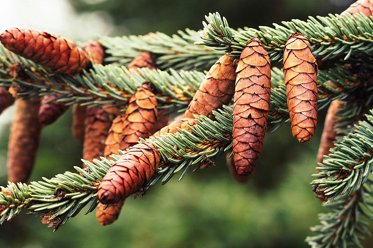 Узнали, какие шишки запрещено собирать в лесах Беларуси