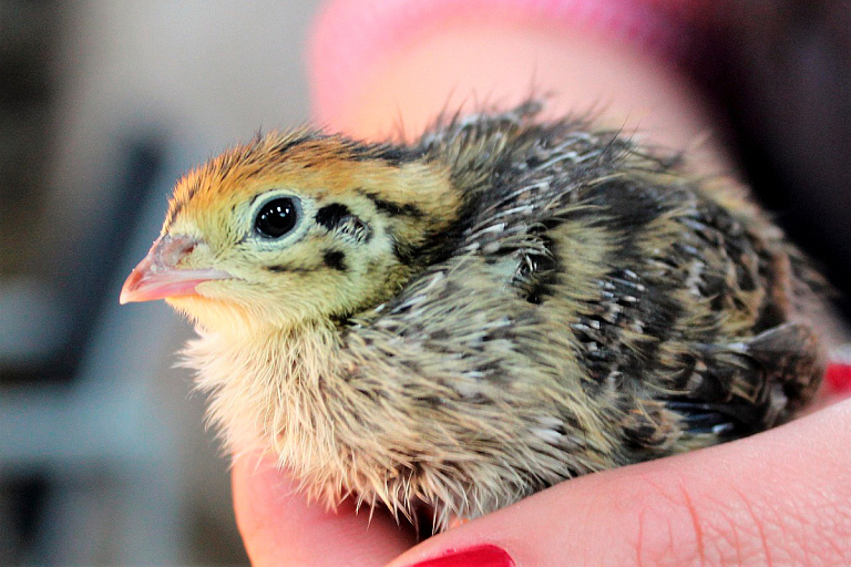 В Беларуси выведут свою перепелку – когда и зачем