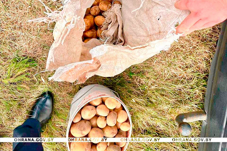 "Лето красное пропели": в Мозырском районе жители покусились на чужой урожай