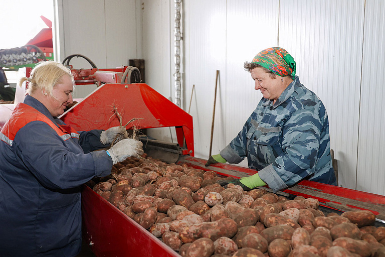За 30 лет картошки в Беларуси стали сажать в 4,5 раза меньше – а что с урожаем